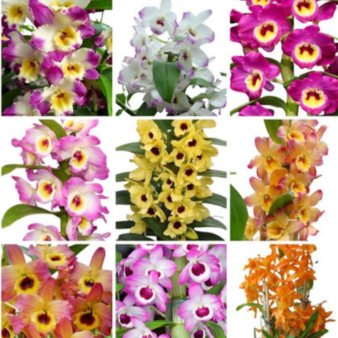 Orquideas Dendrobium - 8 Mudas Pré-Adulta