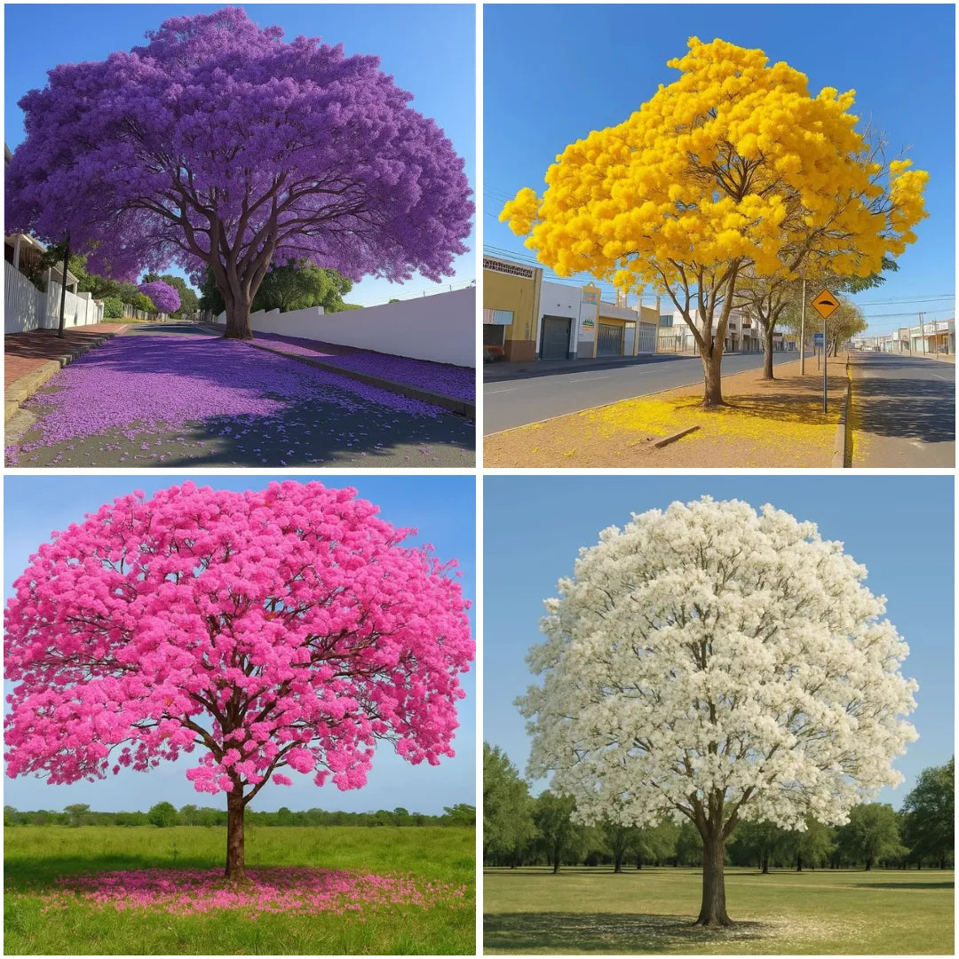 Muda de Ipê Várias Cores – Florada Intensa e Ornamental