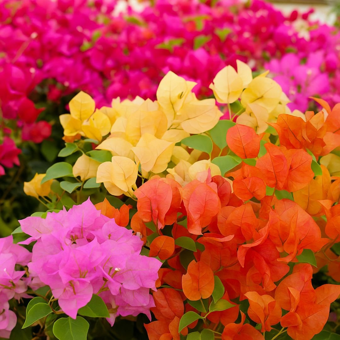 Muda de primavera trepadeira – Crescimento Rápido e Visual Imponente