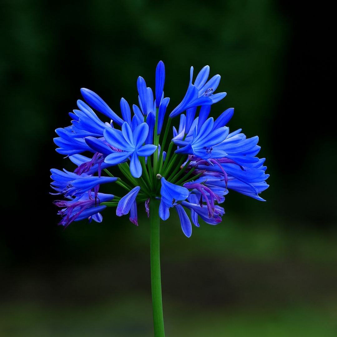 Muda de Agapanto Lilás – Flores Delicadas para Embelezar Seu Jardim