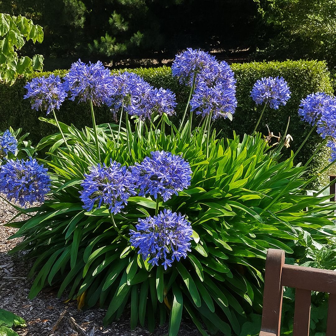 Muda de Agapanto Lilás – Flores Delicadas para Embelezar Seu Jardim