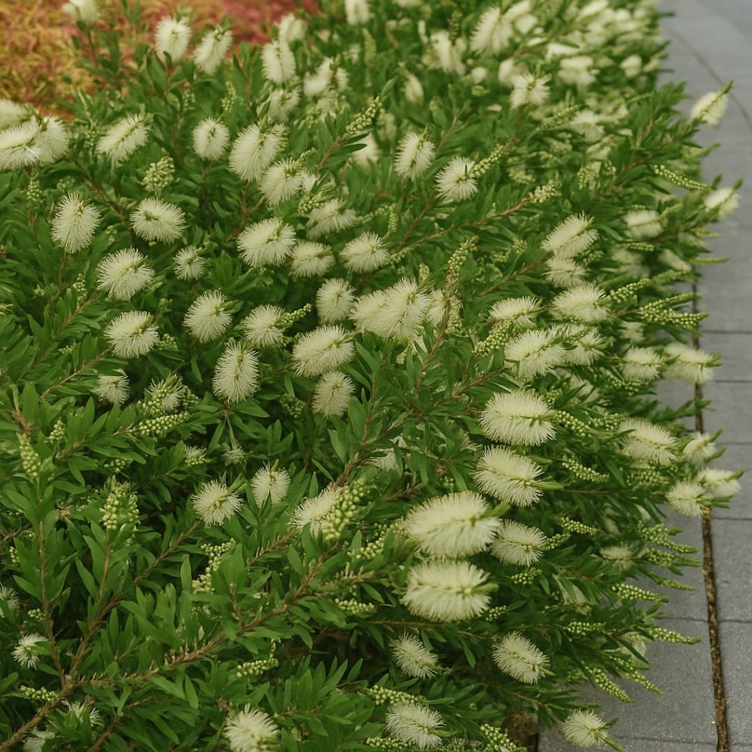 Muda de Calistemo – Atrativa e Floresce Sempre