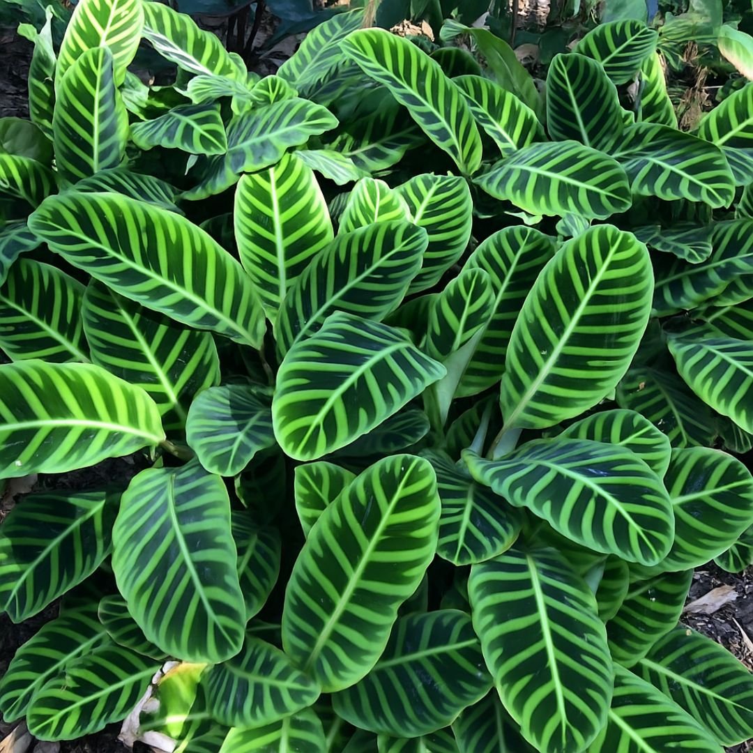 Muda de Maranta Zebrina – Folhas Rajadas e Exóticas Para Ambientes Internos