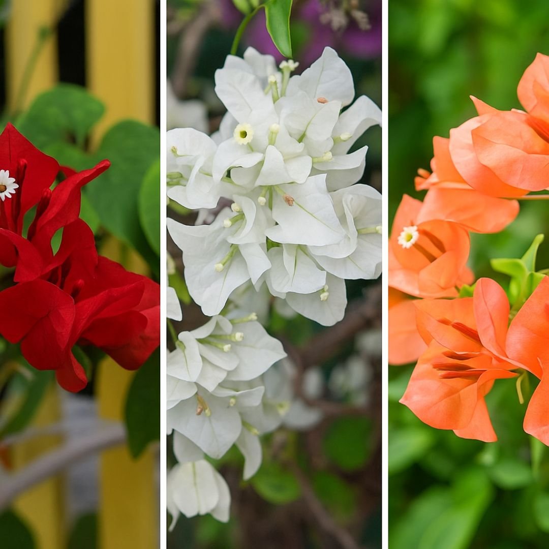 Muda de primavera trepadeira – Crescimento Rápido e Visual Imponente