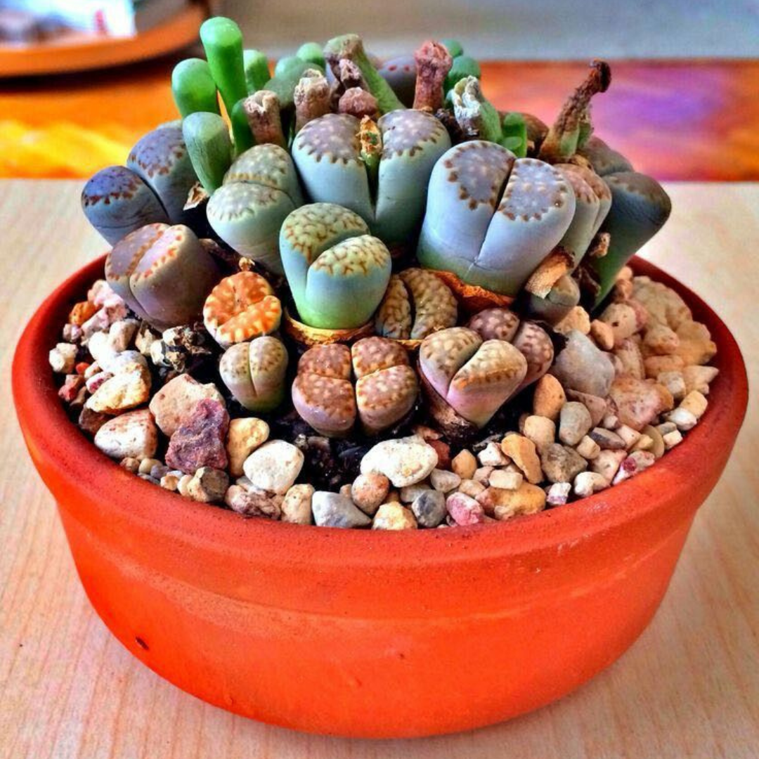 Sementes de Cactos Pedra ou Pedra Viva - Plantas Suculentas Exóticas Lithops Raras 30 unidades