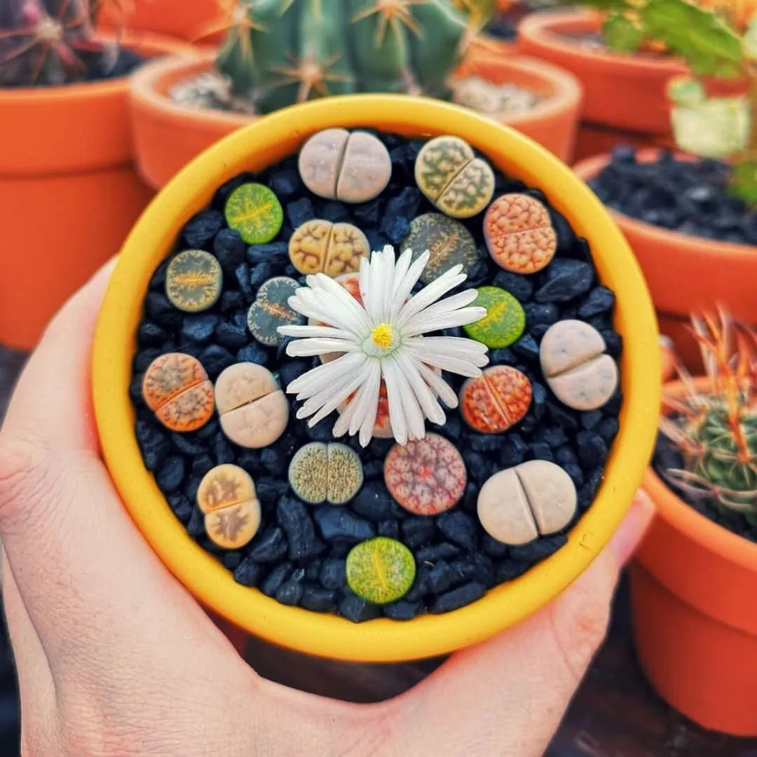 Sementes de Cactos Pedra ou Pedra Viva - Plantas Suculentas Exóticas Lithops Raras 30 unidades