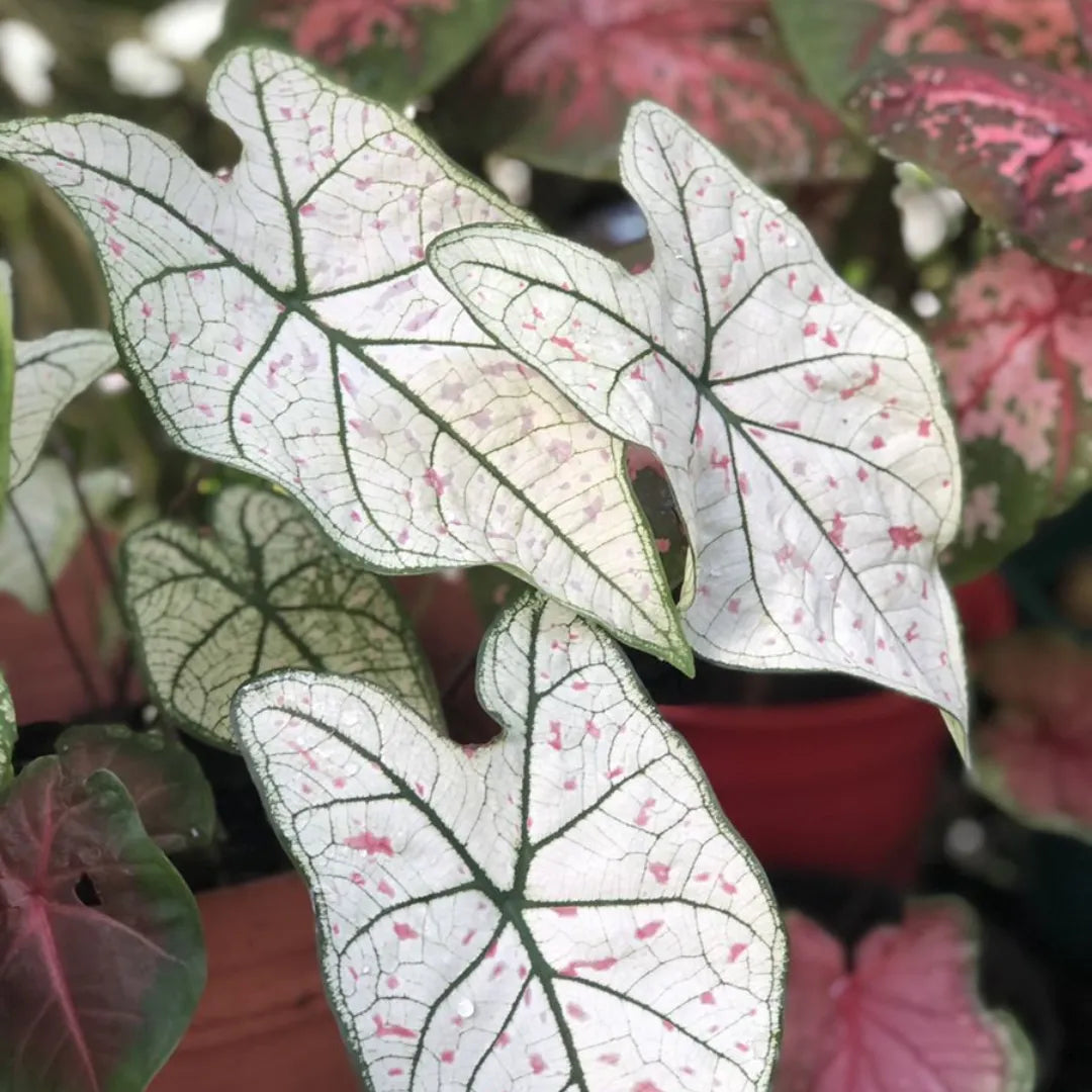 Caladium Branco Japonês Sementes Raras 100 unidades