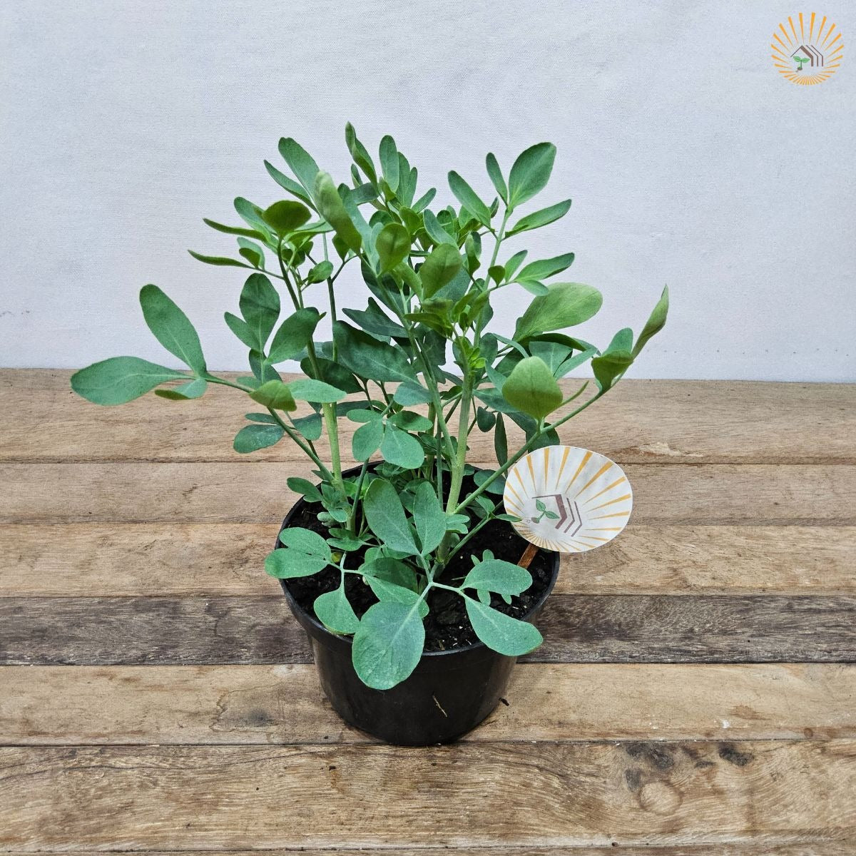 Muda Arruda Orgânico - Planta Medicinal