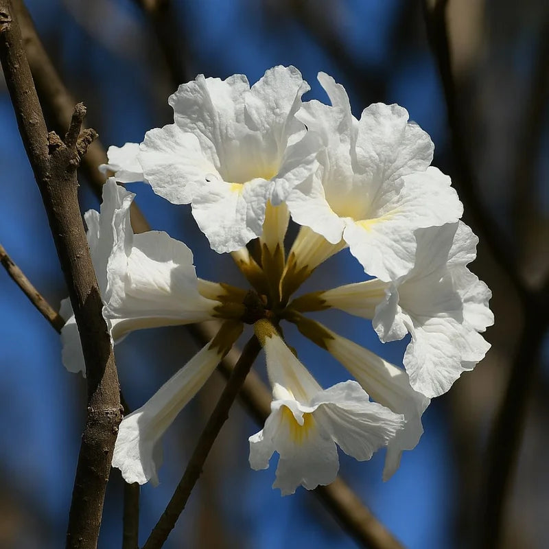 Muda de Ipê Várias Cores – Florada Intensa e Ornamental