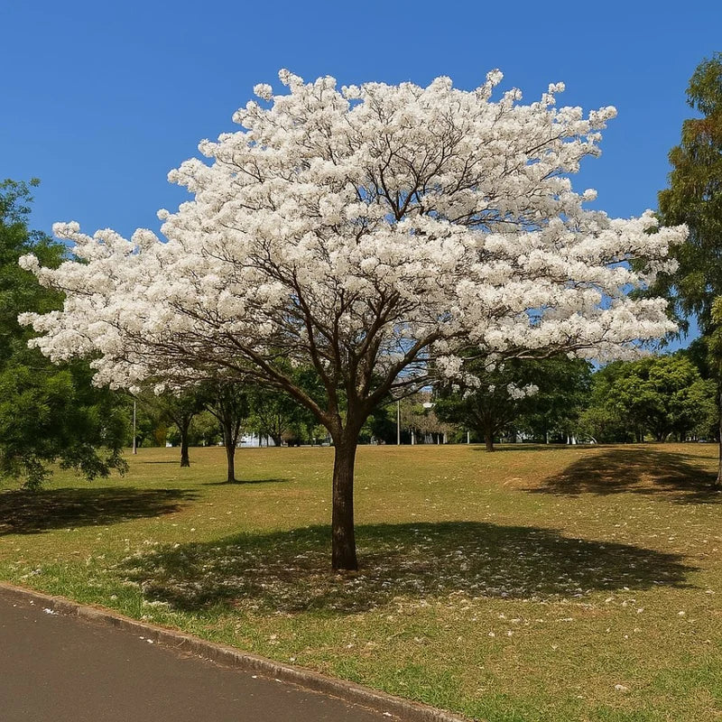 Muda de Ipê Várias Cores – Florada Intensa e Ornamental