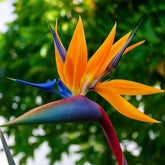 Muda de Estrelícia (Ave do Paraíso) – Planta Tropical com Flor Exótica
