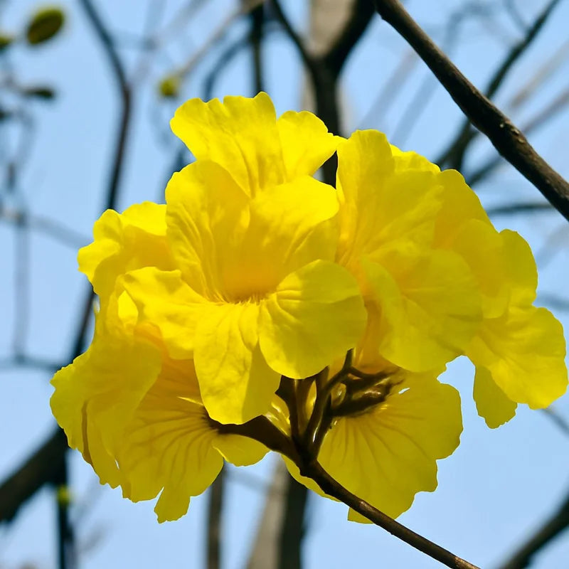 Muda de Ipê Várias Cores – Florada Intensa e Ornamental