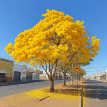Muda de Ipê Várias Cores – Florada Intensa e Ornamental