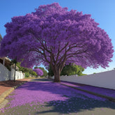 Muda de Ipê Várias Cores – Florada Intensa e Ornamental