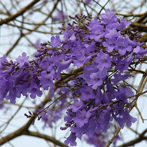 Muda de Ipê Várias Cores – Florada Intensa e Ornamental