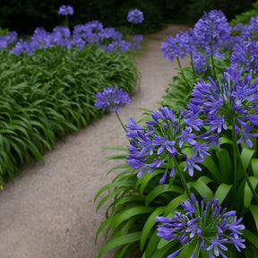 Muda de Agapanto Lilás – Flores Delicadas para Embelezar Seu Jardim