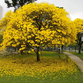 Muda de Ipê Várias Cores – Florada Intensa e Ornamental