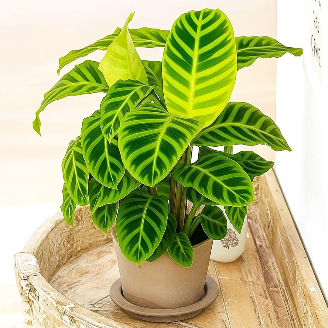 Muda de Maranta Zebrina – Folhas Rajadas e Exóticas Para Ambientes Internos