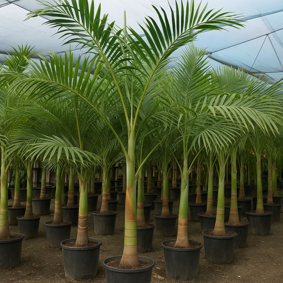 Muda de Palmeira Real – Crescimento Acelerado e Aparência Imponente