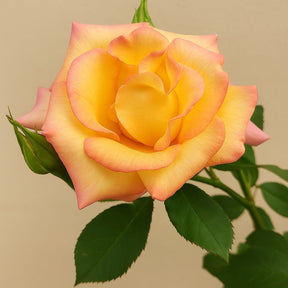 Muda de Roseira Amarela Mesclada – Flores com Cores Vibrantes e Exclusivas