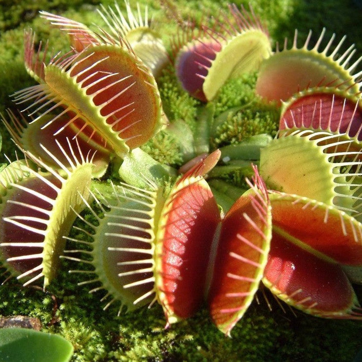 Planta Carnívora Vênus Papa-Moscas – Sementes de Dionaea Muscipula para Cultivar em Vaso"