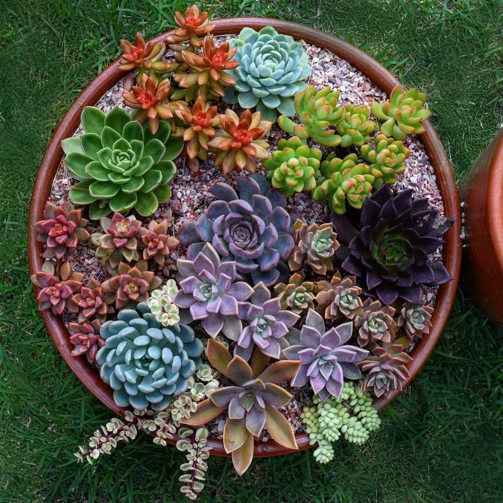 500 Sementes de Suculentas Variadas para Plantio